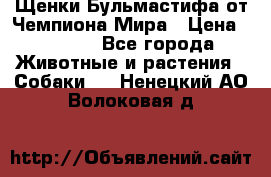 Щенки Бульмастифа от Чемпиона Мира › Цена ­ 1 000 - Все города Животные и растения » Собаки   . Ненецкий АО,Волоковая д.